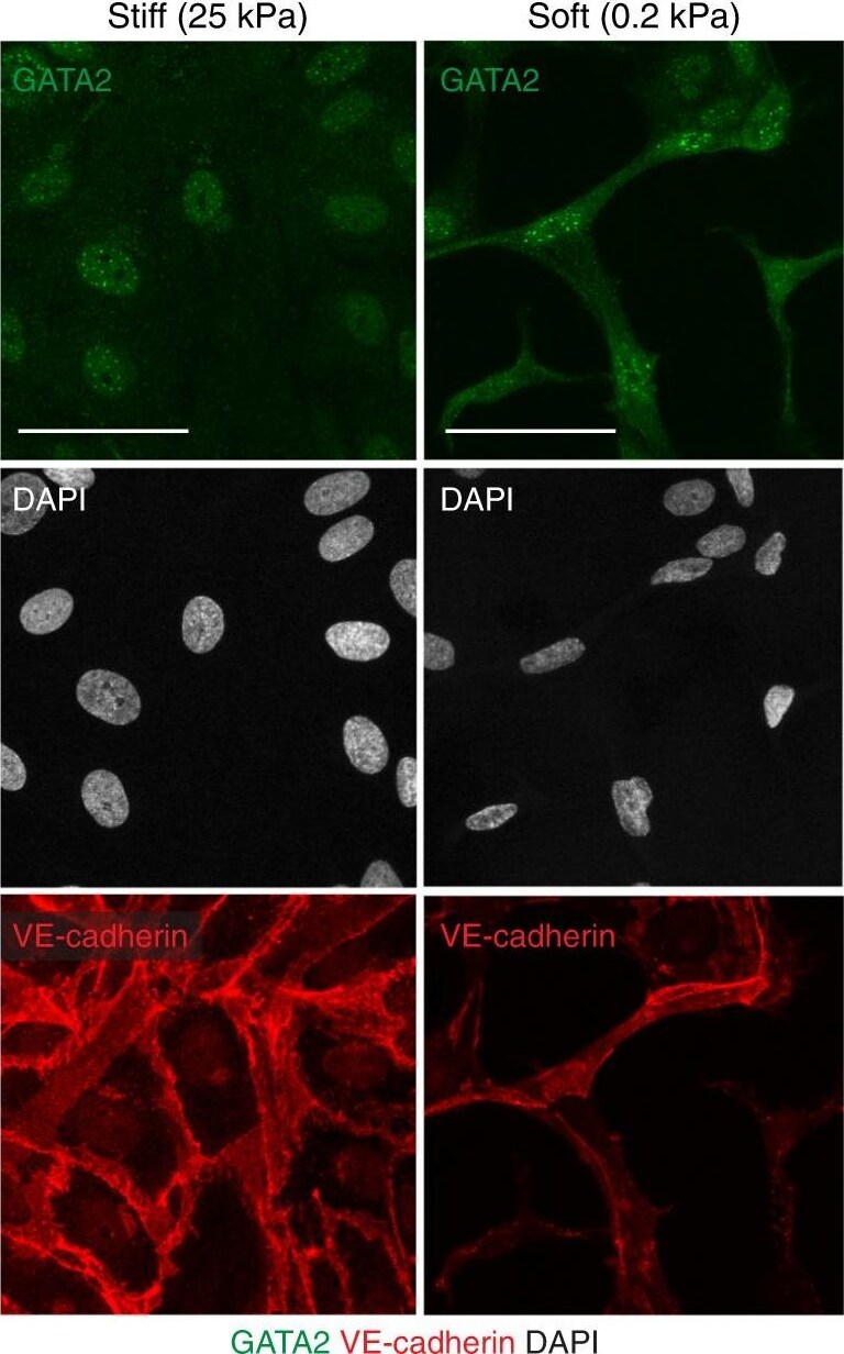 GATA-2 Antibody - BSA Free