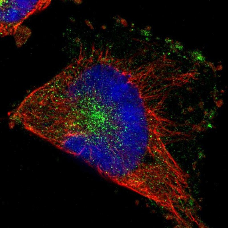 RABEP1 Antibody - BSA Free Immunocytochemistry/ Immunofluorescence: RABEP1 Antibody [NBP1-82588]