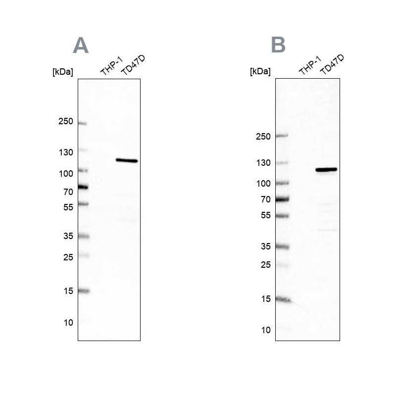 RABEP1 Antibody Western Blot: RABEP1 Antibody Antibody [NBP1-82590]