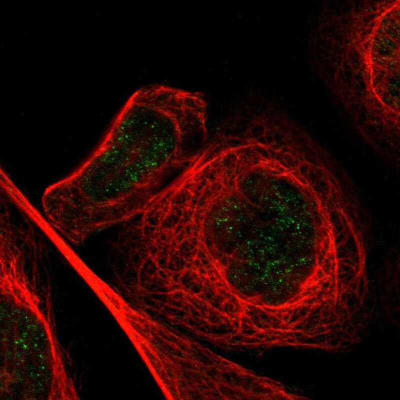 MZF1 Antibody - BSA Free Immunocytochemistry/ Immunofluorescence: MZF1 Antibody [NBP1-82605]