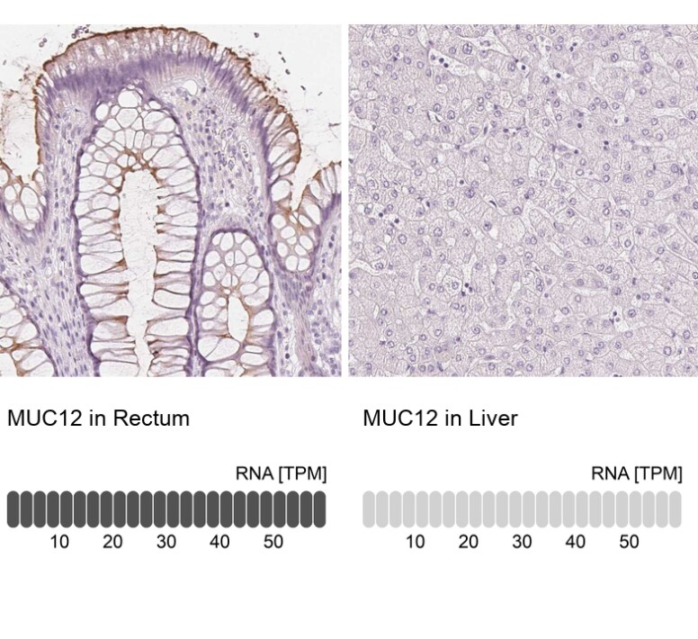 MUC12 Antibody - BSA Free