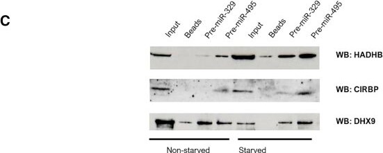 HADHB Antibody