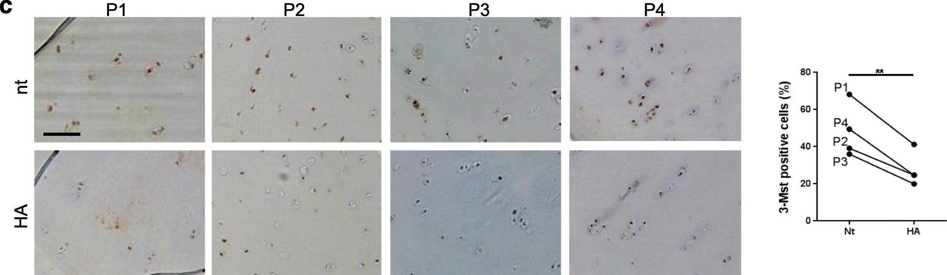 MPST Antibody - BSA Free