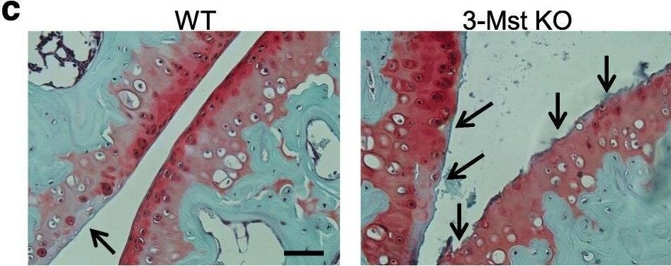 MPST Antibody - BSA Free