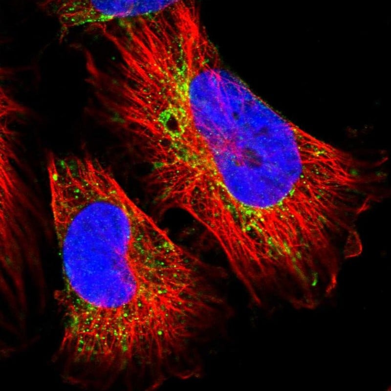 MIPEP Antibody - BSA Free Immunocytochemistry/ Immunofluorescence: MIPEP Antibody [NBP1-82645]