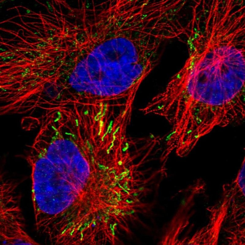 MIPEP Antibody - BSA Free Immunocytochemistry/ Immunofluorescence: MIPEP Antibody [NBP1-82647]