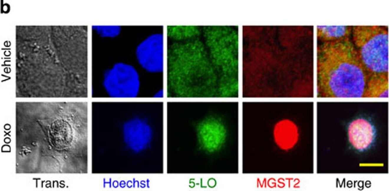 MGST2 Antibody - BSA Free