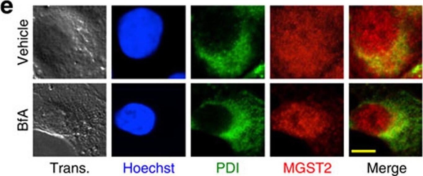 MGST2 Antibody - BSA Free
