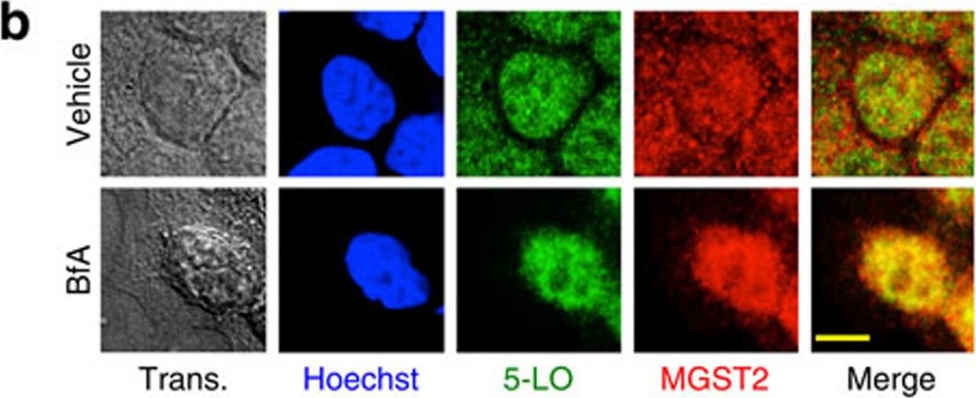 MGST2 Antibody - BSA Free