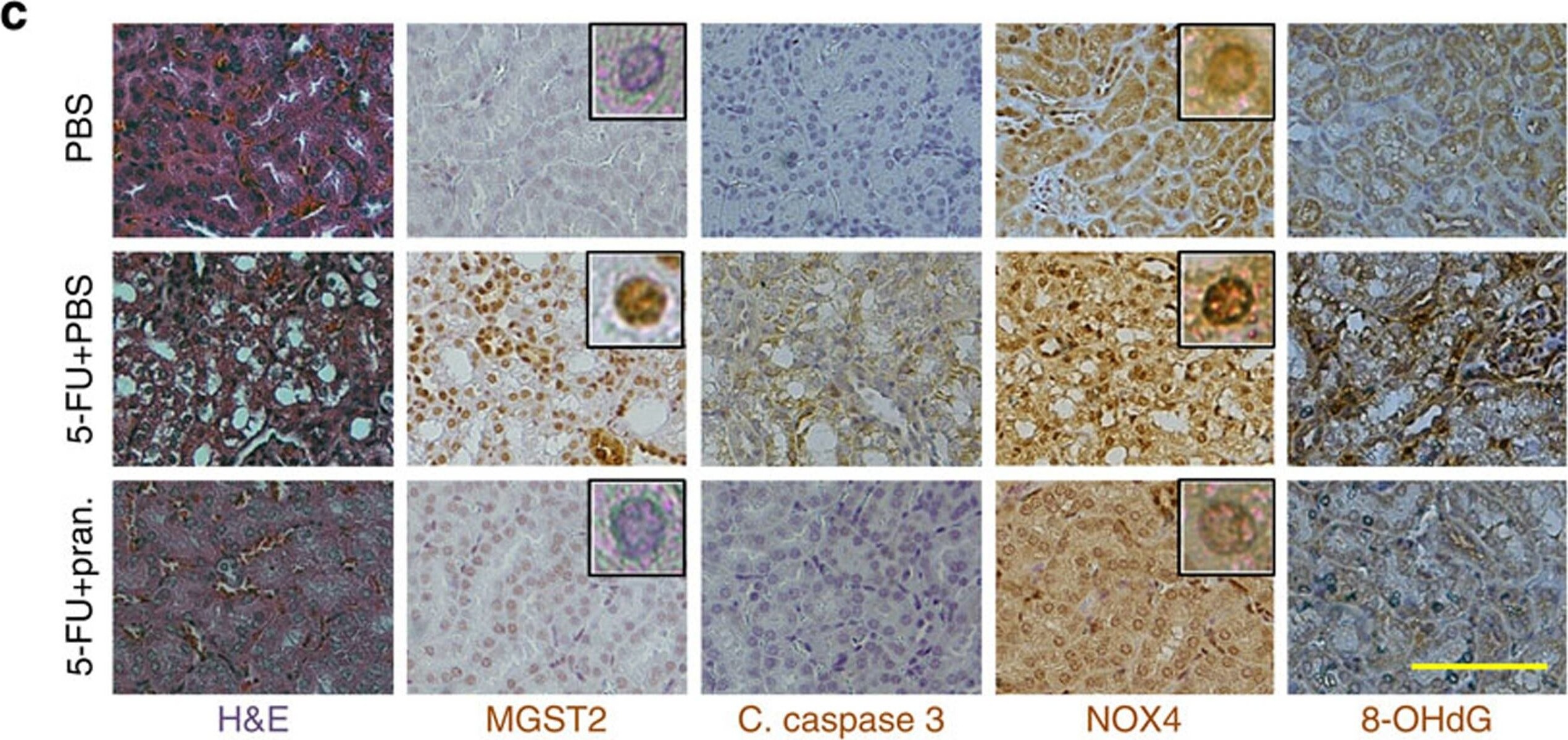 MGST2 Antibody - BSA Free