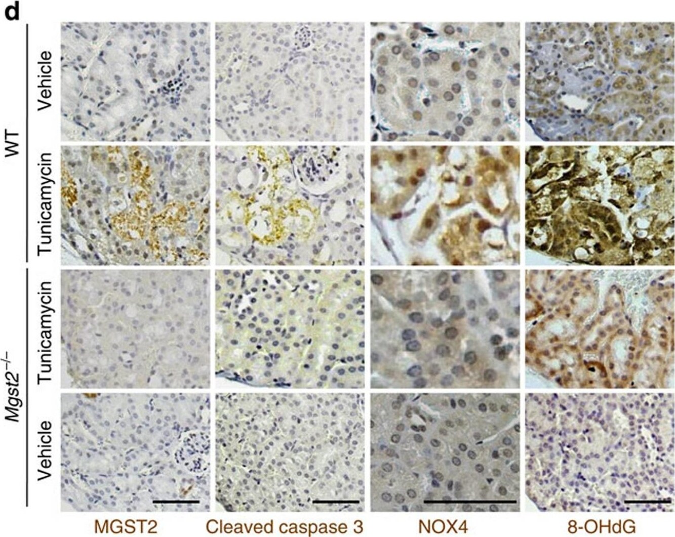 MGST2 Antibody - BSA Free