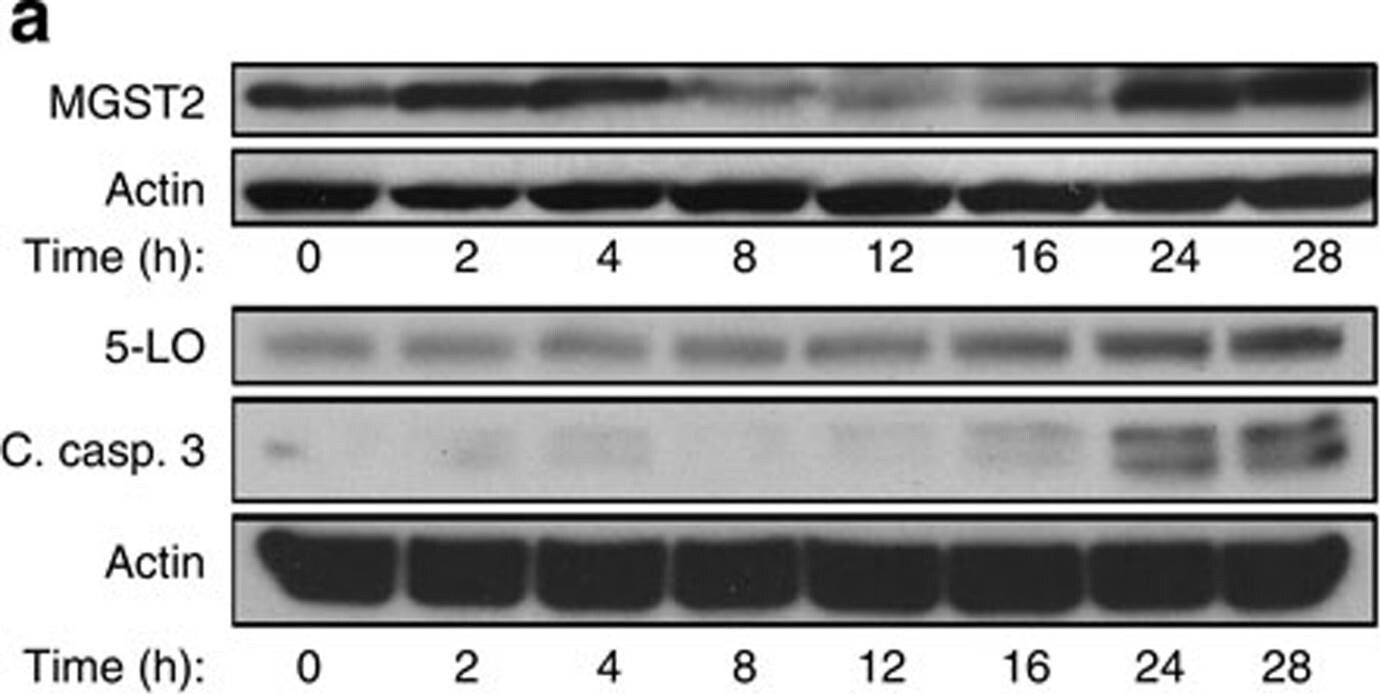 MGST2 Antibody - BSA Free