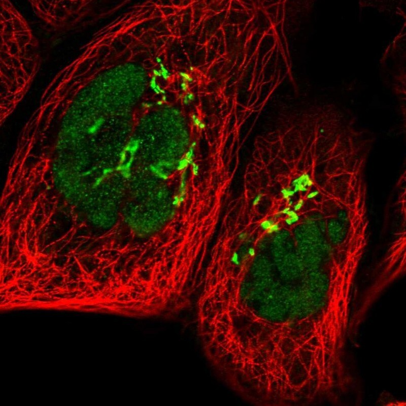 POLR1D Antibody - BSA Free Immunocytochemistry/ Immunofluorescence: POLR1D Antibody [NBP1-82655]
