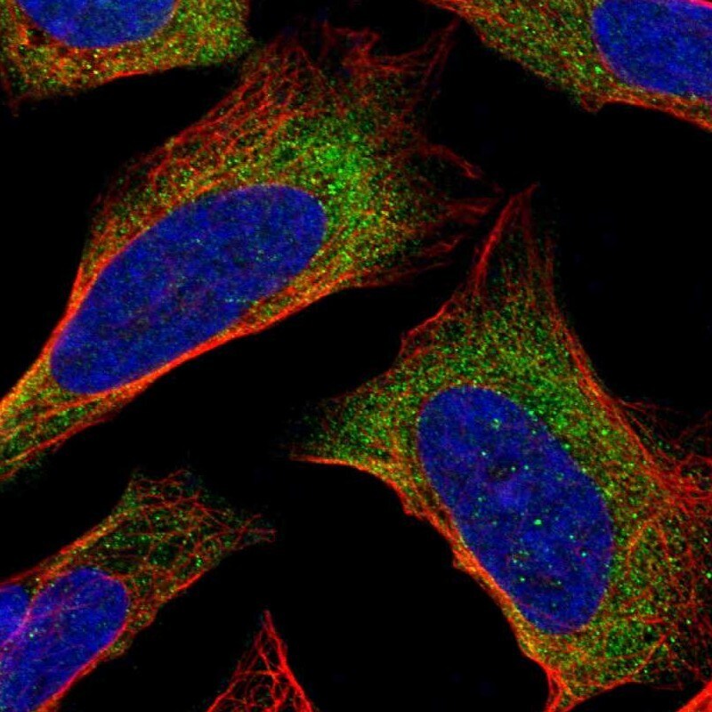 PDCD5 Antibody - BSA Free Immunocytochemistry/ Immunofluorescence: PDCD5 Antibody [NBP1-82656]