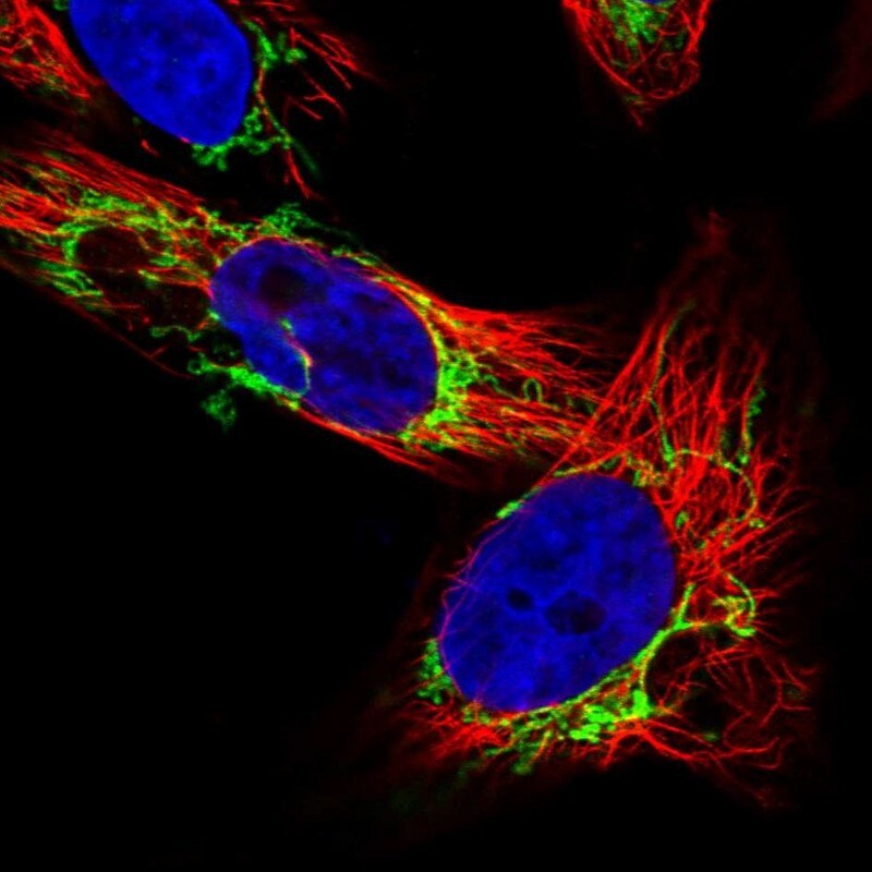 OCIAD2 Antibody - BSA Free Immunocytochemistry/ Immunofluorescence: OCIAD2 Antibody [NBP1-82682]