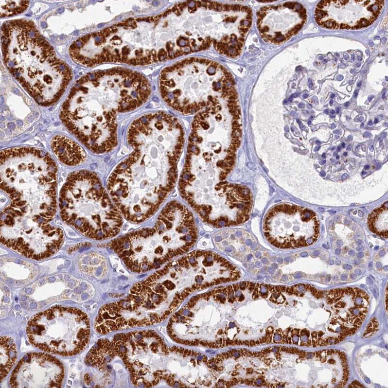 OCIAD2 Antibody - BSA Free Immunohistochemistry-Paraffin: OCIAD2 Antibody [NBP1-82683]