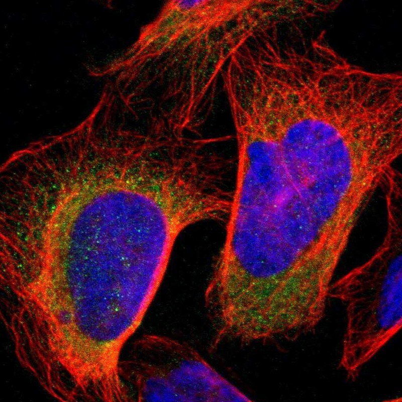 KLHDC8B Antibody - BSA Free Immunocytochemistry/ Immunofluorescence: KLHDC8B Antibody [NBP1-82704]