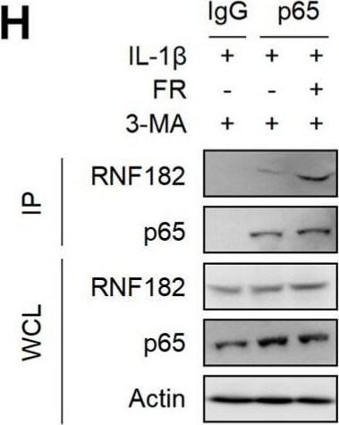 RNF182 Antibody - BSA Free