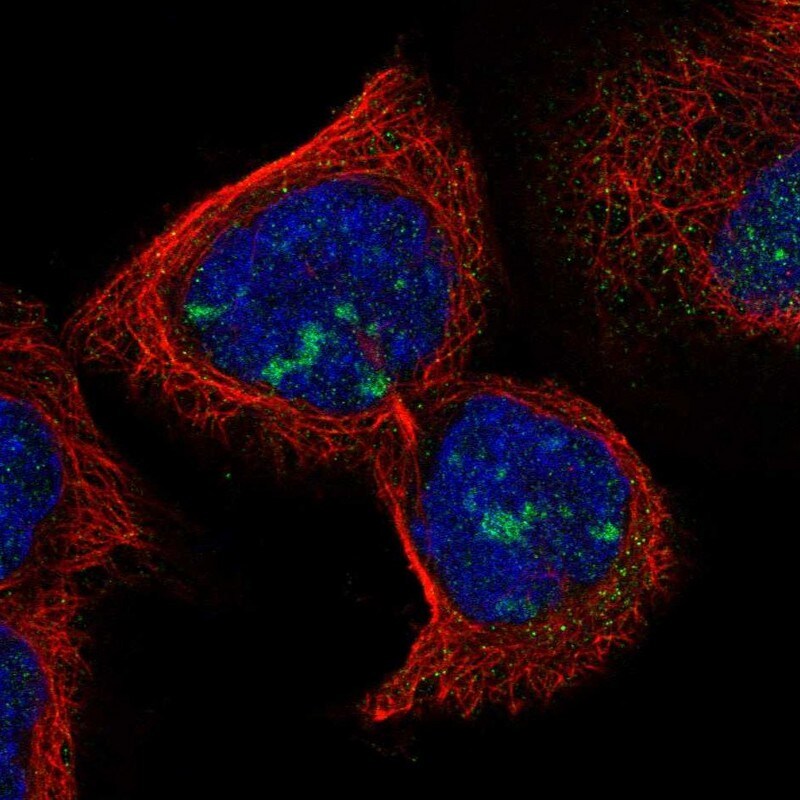 RDM1 Antibody - BSA Free Immunocytochemistry/ Immunofluorescence: RDM1 Antibody [NBP1-82708]