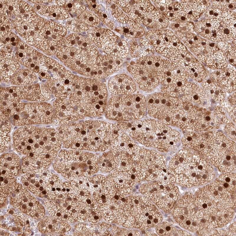 PYURF Antibody - BSA Free Immunohistochemistry-Paraffin: PYURF Antibody [NBP1-82751]
