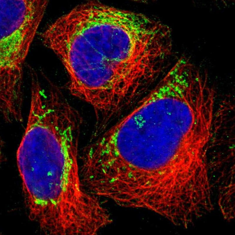MRPL45 Antibody - BSA Free Immunocytochemistry/ Immunofluorescence: MRPL45 Antibody [NBP1-82764]