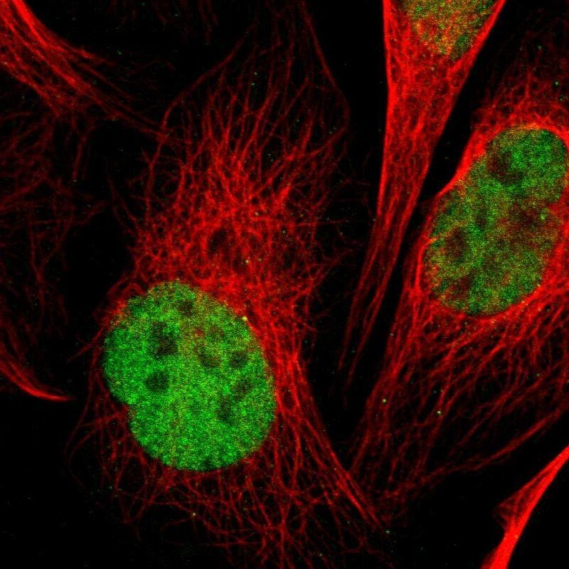 PCGF1 Antibody - BSA Free Immunocytochemistry/ Immunofluorescence: PCGF1 Antibody [NBP1-82767]