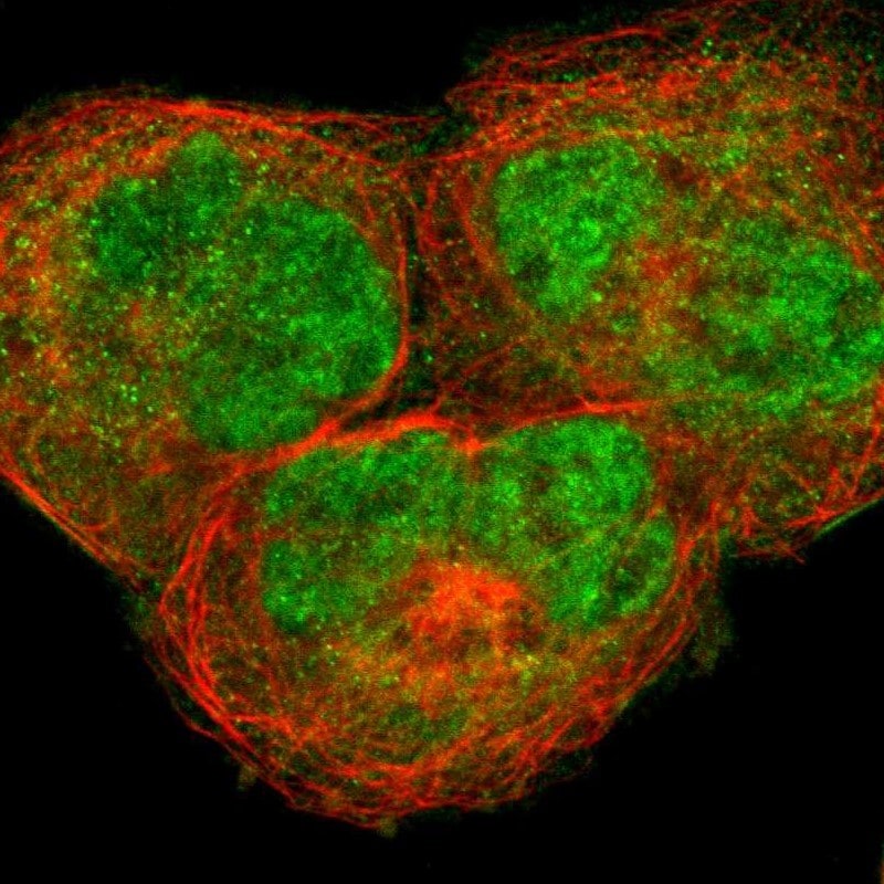 TAF6 Antibody - BSA Free Immunocytochemistry/ Immunofluorescence: TAF6 Antibody [NBP1-82774]