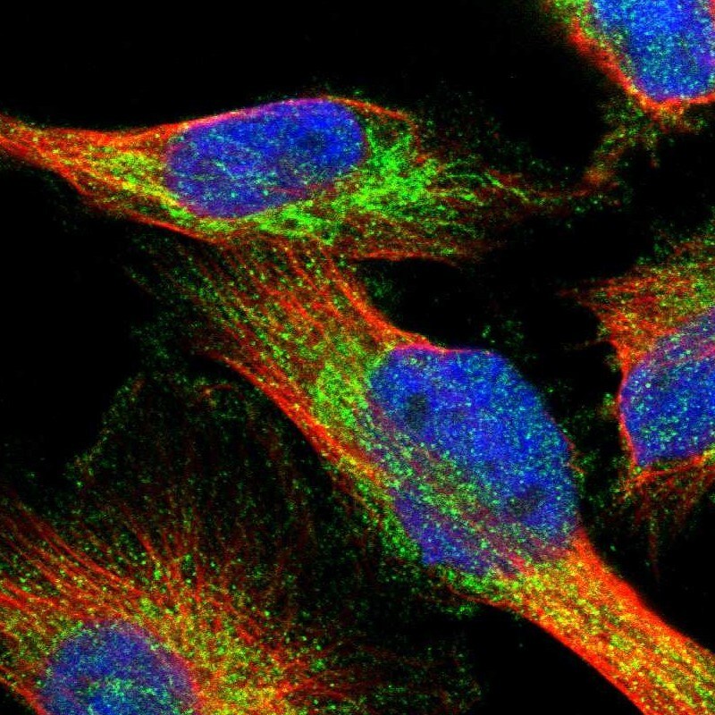 AASS Antibody - BSA Free Immunocytochemistry/ Immunofluorescence: AASS Antibody [NBP1-82831]