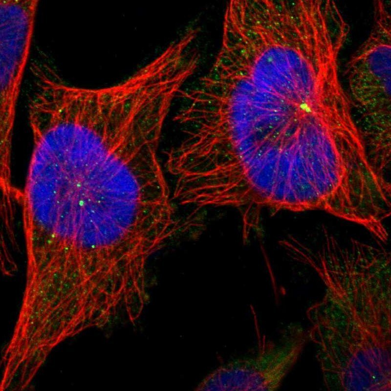CNTROB Antibody - BSA Free Immunocytochemistry/ Immunofluorescence: CNTROB Antibody [NBP1-82835]