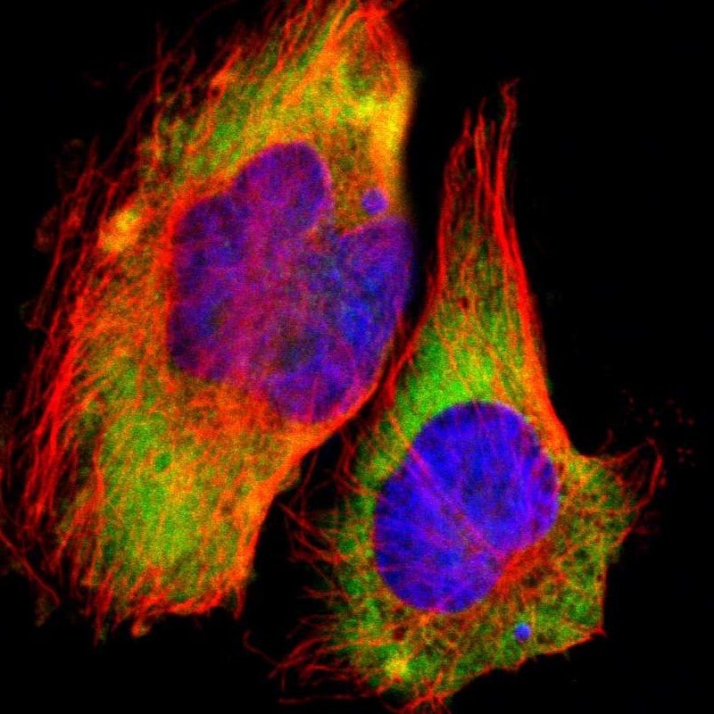 RPL30 Antibody - BSA Free Immunocytochemistry/ Immunofluorescence: RPL30 Antibody [NBP1-82855]