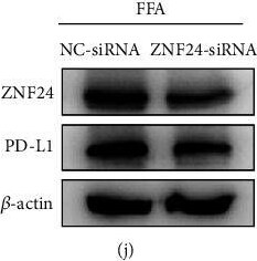 ZNF24 Antibody