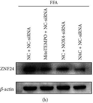 ZNF24 Antibody