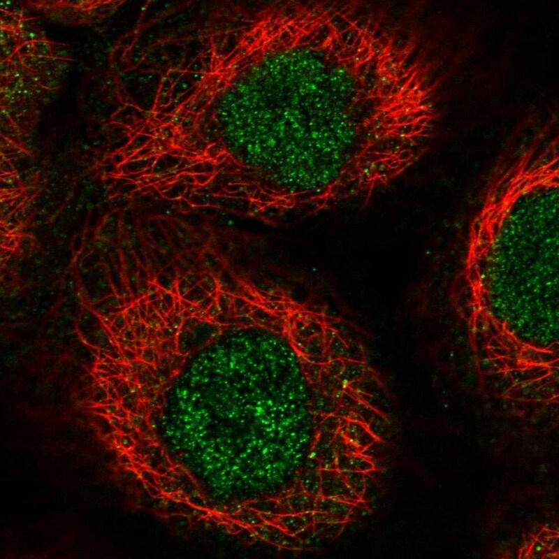 RHPN1 Antibody - BSA Free Immunocytochemistry/ Immunofluorescence: RHPN1 Antibody [NBP1-82881]
