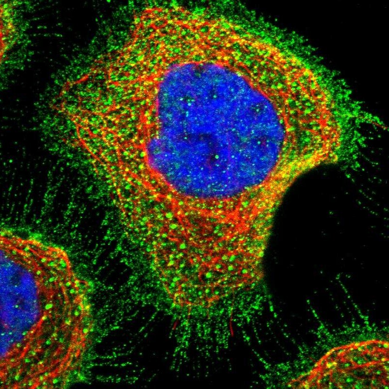 SLC45A4 Antibody - BSA Free Immunocytochemistry/ Immunofluorescence: SLC45A4 Antibody [NBP1-82927]