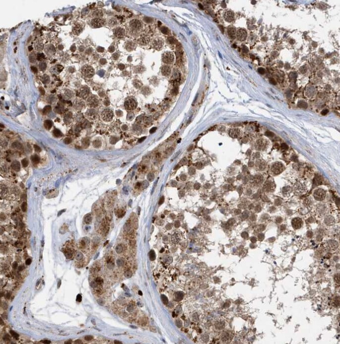 ZNF507 Antibody - BSA Free