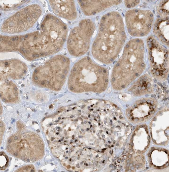 ZNF507 Antibody - BSA Free
