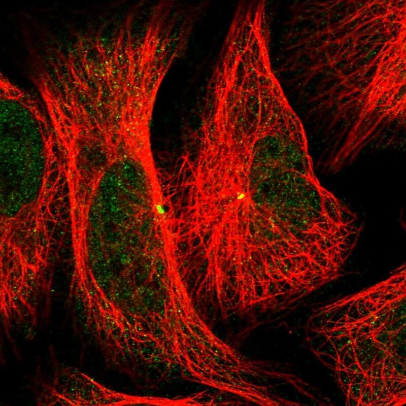CEP152 Antibody - BSA Free Immunocytochemistry/ Immunofluorescence: CEP152 Antibody - BSA Free [NBP1-82953]