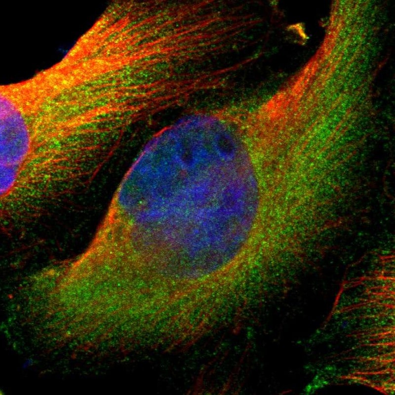 SV2A Antibody - BSA Free Immunocytochemistry/ Immunofluorescence: SV2A Antibody [NBP1-82964]