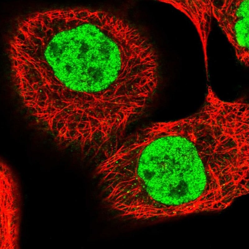 PPRC1 Antibody - BSA Free Immunocytochemistry/ Immunofluorescence: PPRC1 Antibody [NBP1-82985]