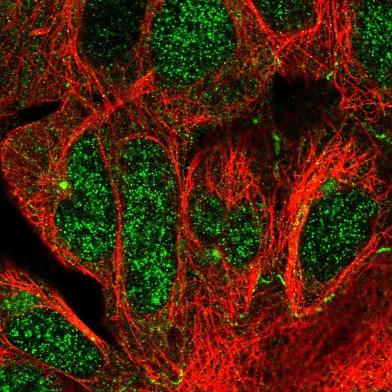 CEP68 Antibody - BSA Free Immunocytochemistry/ Immunofluorescence: CEP68 Antibody [NBP1-82988]
