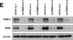 ZEB2 Antibody