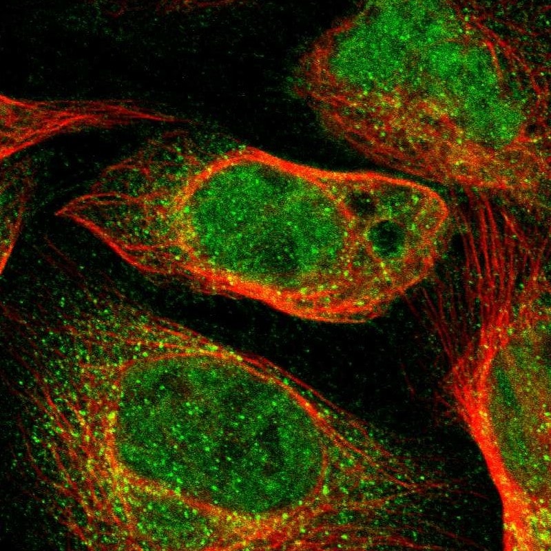 TNIK Antibody - BSA Free Immunocytochemistry/ Immunofluorescence: TNIK Antibody [NBP1-82994]