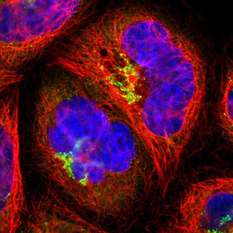 SEC16A Antibody - BSA Free Immunocytochemistry/ Immunofluorescence: SEC16A Antibody [NBP1-83016]