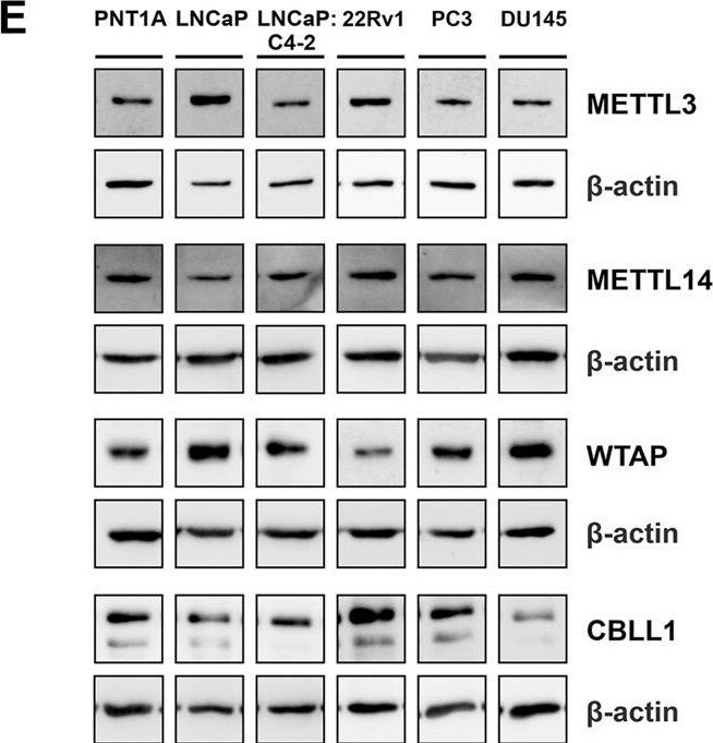 WTAP Antibody - BSA Free