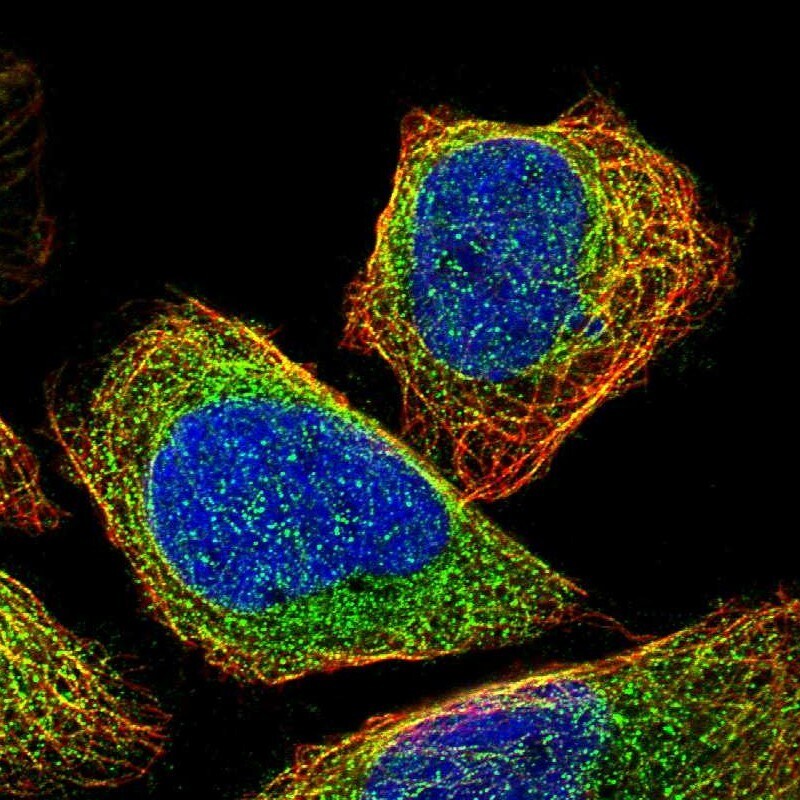 CEP57 Antibody - BSA Free Immunocytochemistry/ Immunofluorescence: CEP57 Antibody [NBP1-83045]