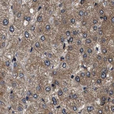 PPWD1 Antibody - BSA Free Immunohistochemistry-Paraffin: PPWD1 Antibody [NBP1-83050]