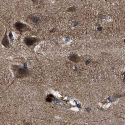 PPWD1 Antibody - BSA Free Immunohistochemistry-Paraffin: PPWD1 Antibody [NBP1-83050]