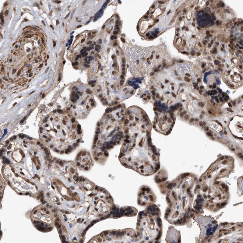DUSP22 Antibody - BSA Free Immunohistochemistry-Paraffin: DUSP22 Antibody [NBP1-83078]