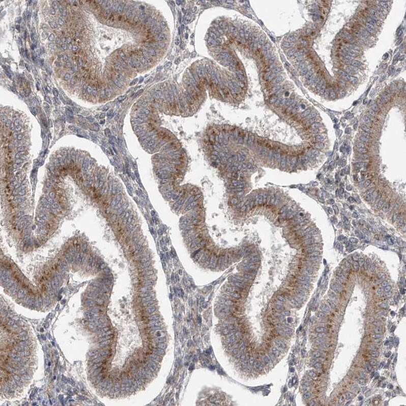 DNAJC12 Antibody - BSA Free Immunohistochemistry: DNAJC12 Antibody - BSA Free [NBP1-83083]