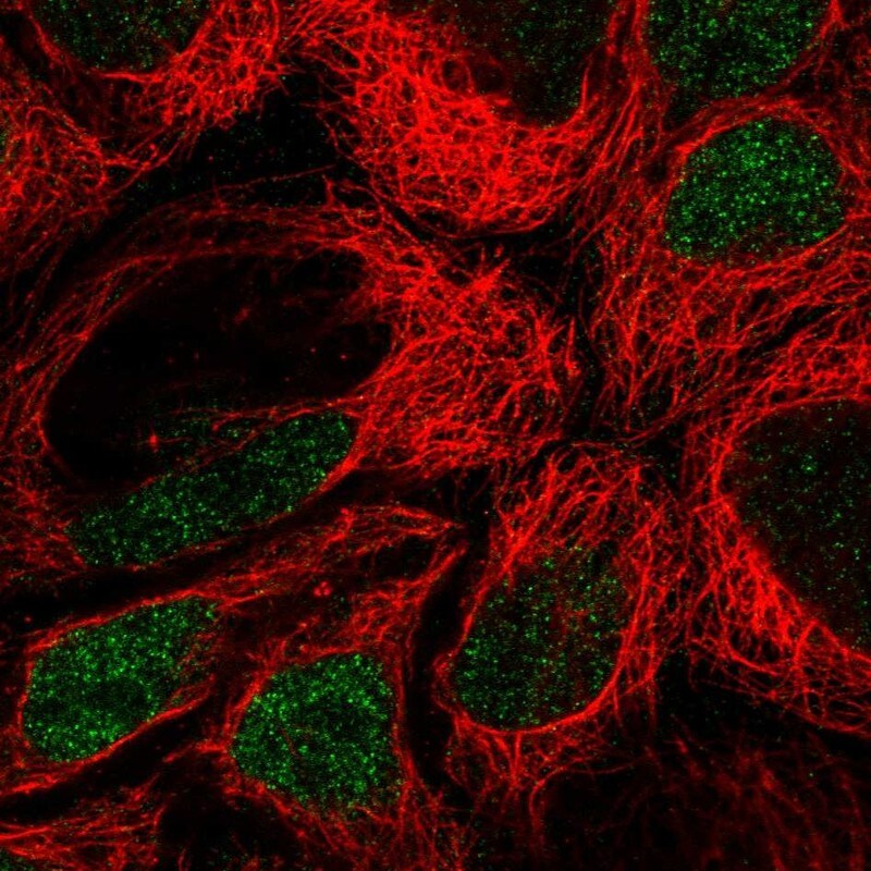 IRF8 Antibody - BSA Free Immunocytochemistry/ Immunofluorescence: IRF8 Antibody [NBP1-83123]